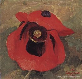 Papaver Papaver