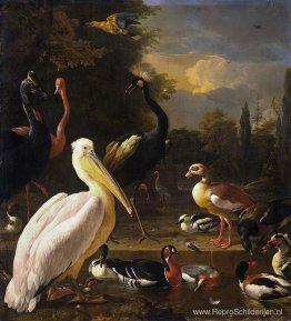 Een pelikaan en andere vogels bij een vijver (de drijvende veer) Een pelikaan en andere vogels bij een vijver (de drijvende veer)
