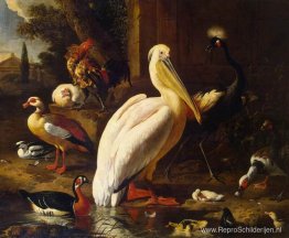 Vogels in een park Vogels in een park