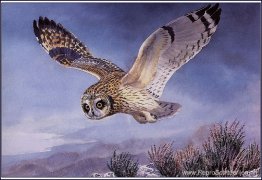 Uil met korte oren Uil met korte oren