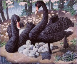 Familie Zwarte Zwaan Familie Zwarte Zwaan