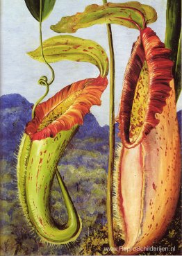 Nepenthes northiana Nepenthes northiana