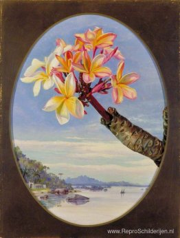Bloemen van Jasmijn Mango of Frangipani, Brazilië Bloemen van Jasmijn Mango of Frangipani, Brazilië
