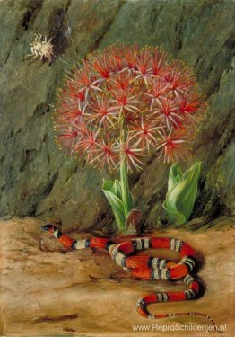 Flor Imperiale, Coral Snake en Spider, Brazilië Flor Imperiale, Coral Snake en Spider, Brazilië