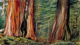 Het Mariposa-bosje met grote bomen, Californië Het Mariposa-bosje met grote bomen, Californië