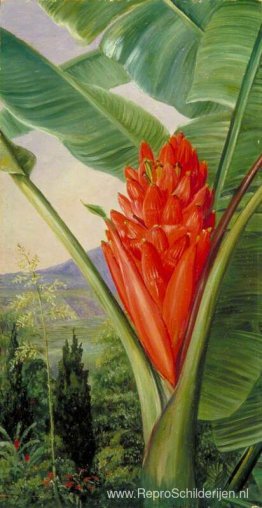 Banaan, Amerikaans Aloë en Cipres in een tuin, Java Banaan, Amerikaans Aloë en Cipres in een tuin, Java