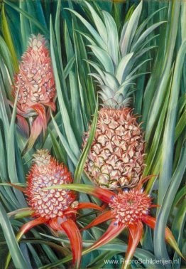 Wild Pine Apple in bloem en fruit, Borneo Wild Pine Apple in bloem en fruit, Borneo