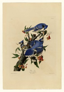 Bord 102 Blauwe Gaai Bord 102 Blauwe Gaai