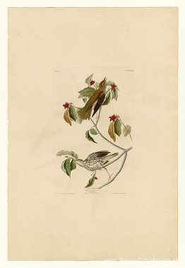 Plaat 73 Houtlijster Plaat 73 Houtlijster