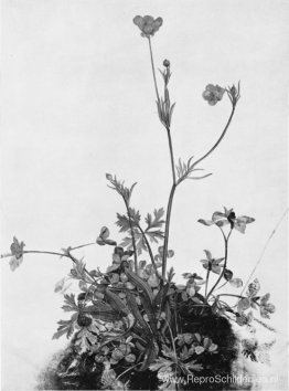 Boterbekers, Rode Klaver en Weegbree Boterbekers, Rode Klaver en Weegbree