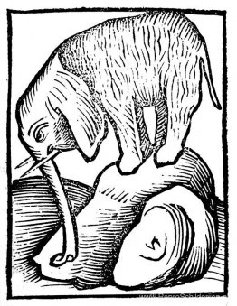Olifant in Hortus sanitatis Olifant in Hortus sanitatis