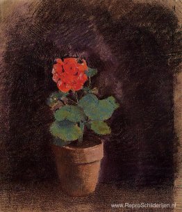 Geranium Geranium