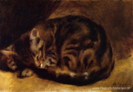 Slapende kat Slapende kat