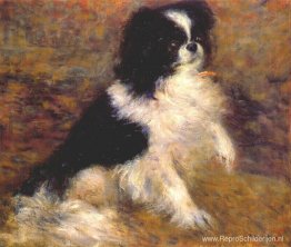 Tama de Japanse hond Tama de Japanse hond