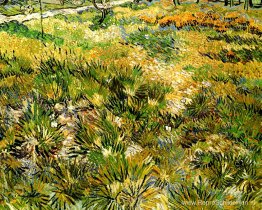 Weide in de tuin van het Sint-Paulusziekenhuis Weide in de tuin van het Sint-Paulusziekenhuis