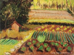 Moestuin Moestuin