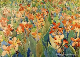 Bed of Flowers (ook bekend als Cannas of The Garden) Bed of Flowers (ook bekend als Cannas of The Garden)