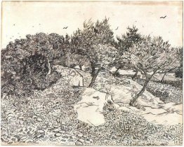 Olijfbomen Olijfbomen