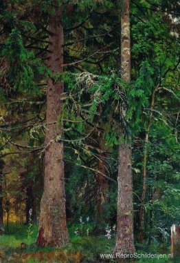 Sparrenbos Sparrenbos