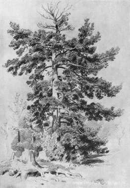 Pijnboom Pijnboom