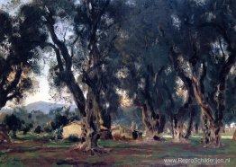 Olijfbomen op Corfu Olijfbomen op Corfu