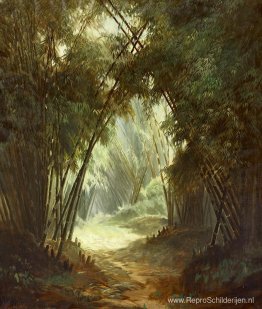 Bamboe bos Bamboe bos