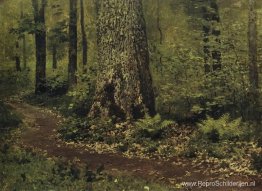 Voetpad in een bos. Varens. Voetpad in een bos. Varens.