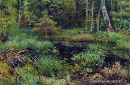 Lente in het bos Lente in het bos