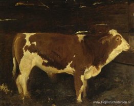 Stier Stier