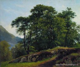 Beukenbos in Zwitserland Beukenbos in Zwitserland