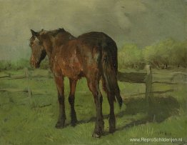 Paard Paard