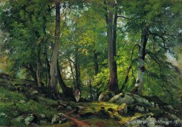 Beukenbos in Zwitserland Beukenbos in Zwitserland
