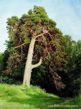 Pijnboom. Merikyul Pijnboom. Merikyul