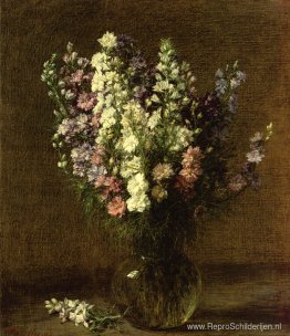 Ridderspoor Ridderspoor