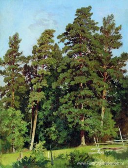 Dennenbos Dennenbos