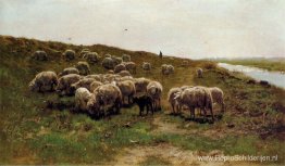 Schapen op een dijk Schapen op een dijk