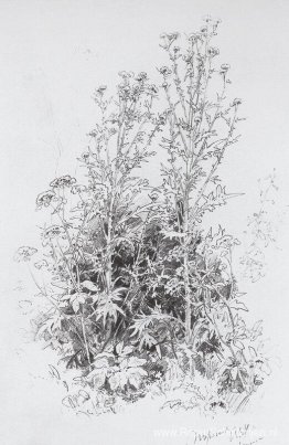 Wilde bloemen Wilde bloemen