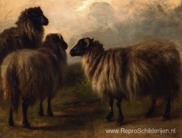 Drie wollige schapen Drie wollige schapen