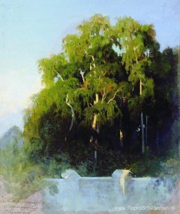 Berkenbos in de avond Berkenbos in de avond