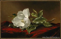 Magnolia Grandiflora Magnolia Grandiflora