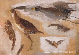 Studies van jachtvogels, waarschijnlijk Viginia Rails Studies van jachtvogels, waarschijnlijk Viginia Rails