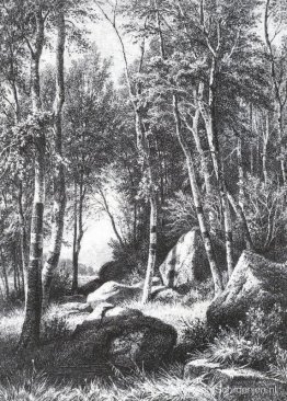 Aan de rand van een berkenbos. Valaam Aan de rand van een berkenbos. Valaam