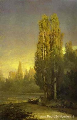 Populieren verlicht door de zon Populieren verlicht door de zon