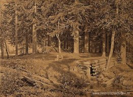 Rand van het bos (sparrenbos) Rand van het bos (sparrenbos)