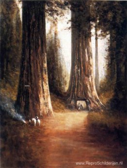 Sequoia Gigantea Sequoia Gigantea