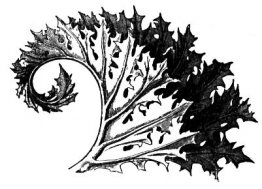 Acanthus Acanthus