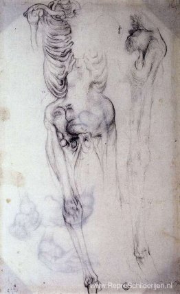 Anatomische studie Anatomische studie