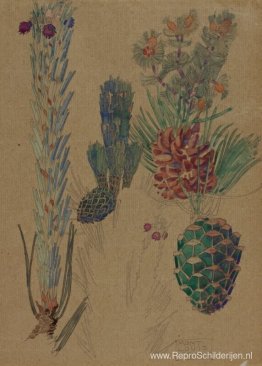 Dennenappels Dennenappels