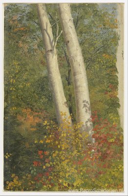 Berkenbomen in de herfst Berkenbomen in de herfst