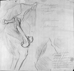 Anatomische tekening Anatomische tekening